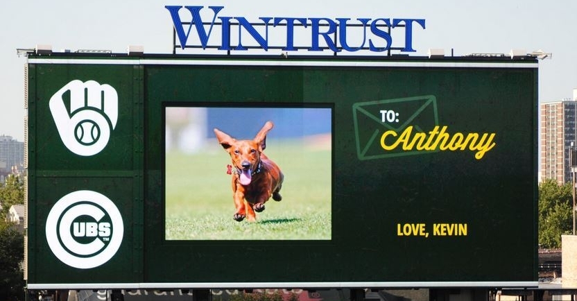 Anthony Rizzo's dachshund, Kevin, made an appearance on the Wrigley Field videoboard.